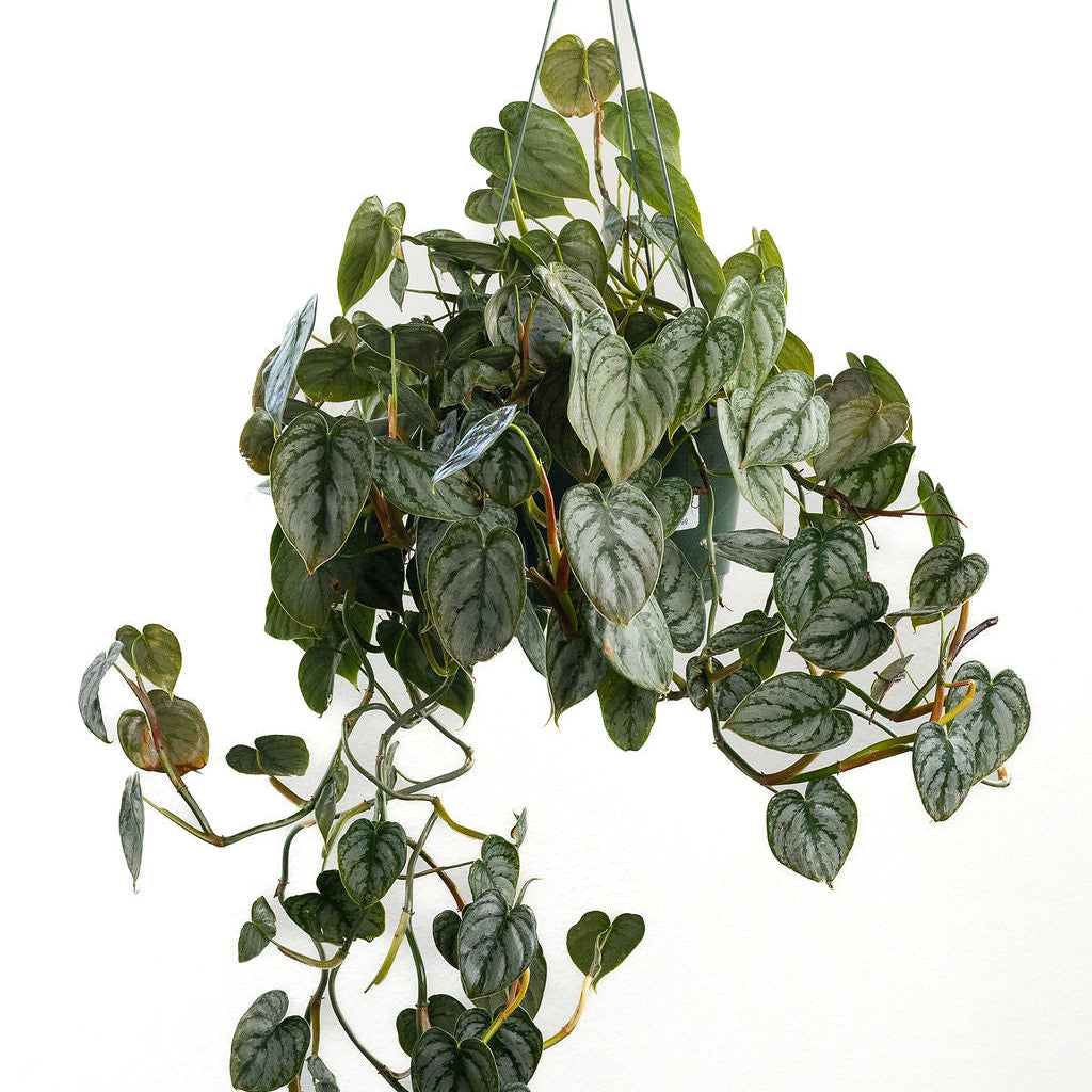 Philodendron 'Brandi'