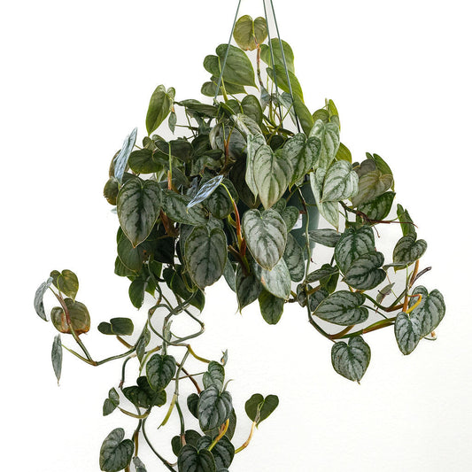 Philodendron 'Brandi'