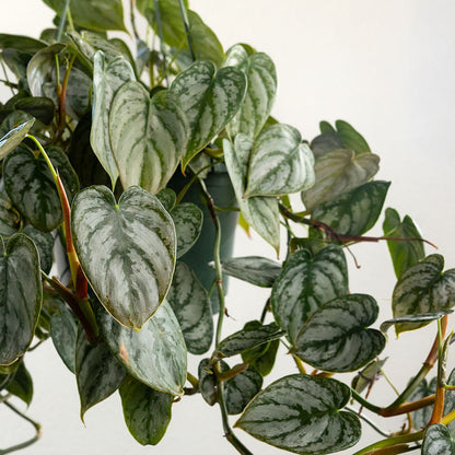 Philodendron 'Brandi'