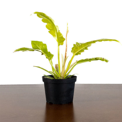 Philodendron 'Golden Violin'
