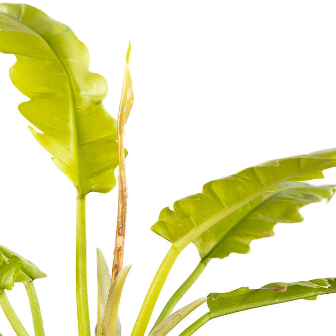 Philodendron 'Golden Violin'