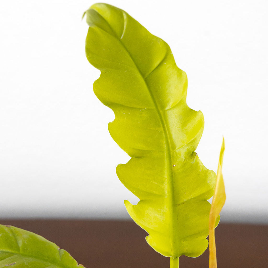 Philodendron 'Golden Violin'