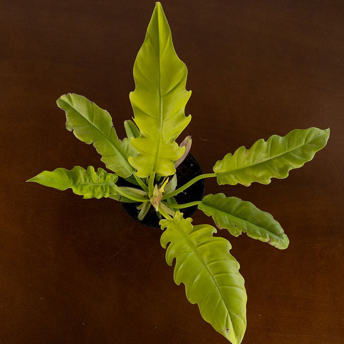 Philodendron 'Golden Violin'