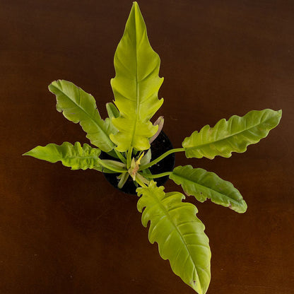 Philodendron 'Golden Violin'