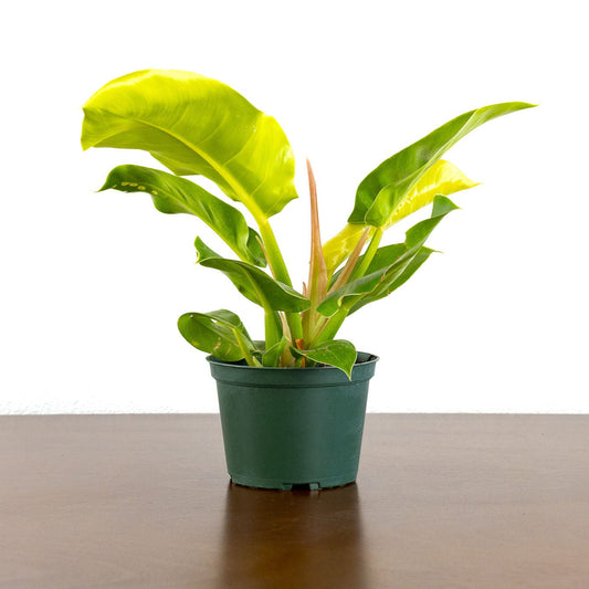 Philodendron 'Moonlight'