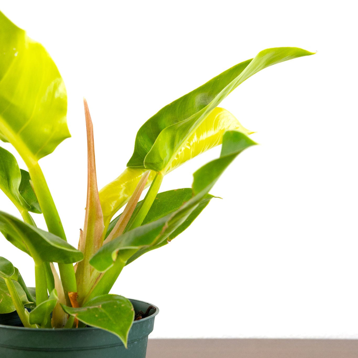 Philodendron 'Moonlight'