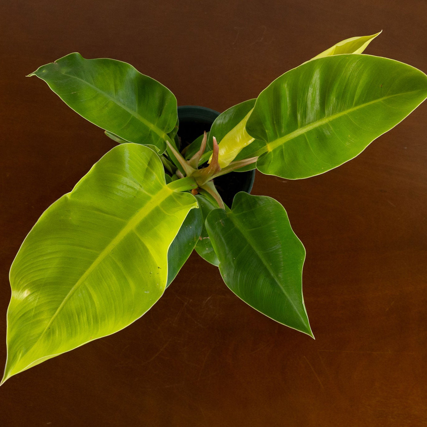 Philodendron 'Moonlight'