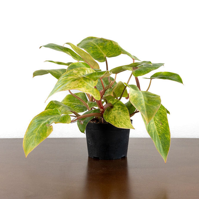 Philodendron 'Painted Lady'