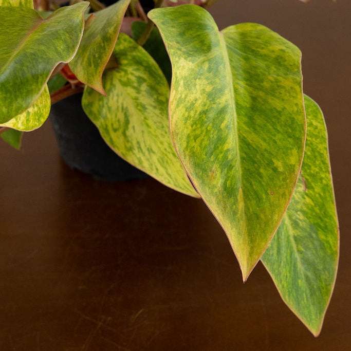 Philodendron 'Painted Lady'
