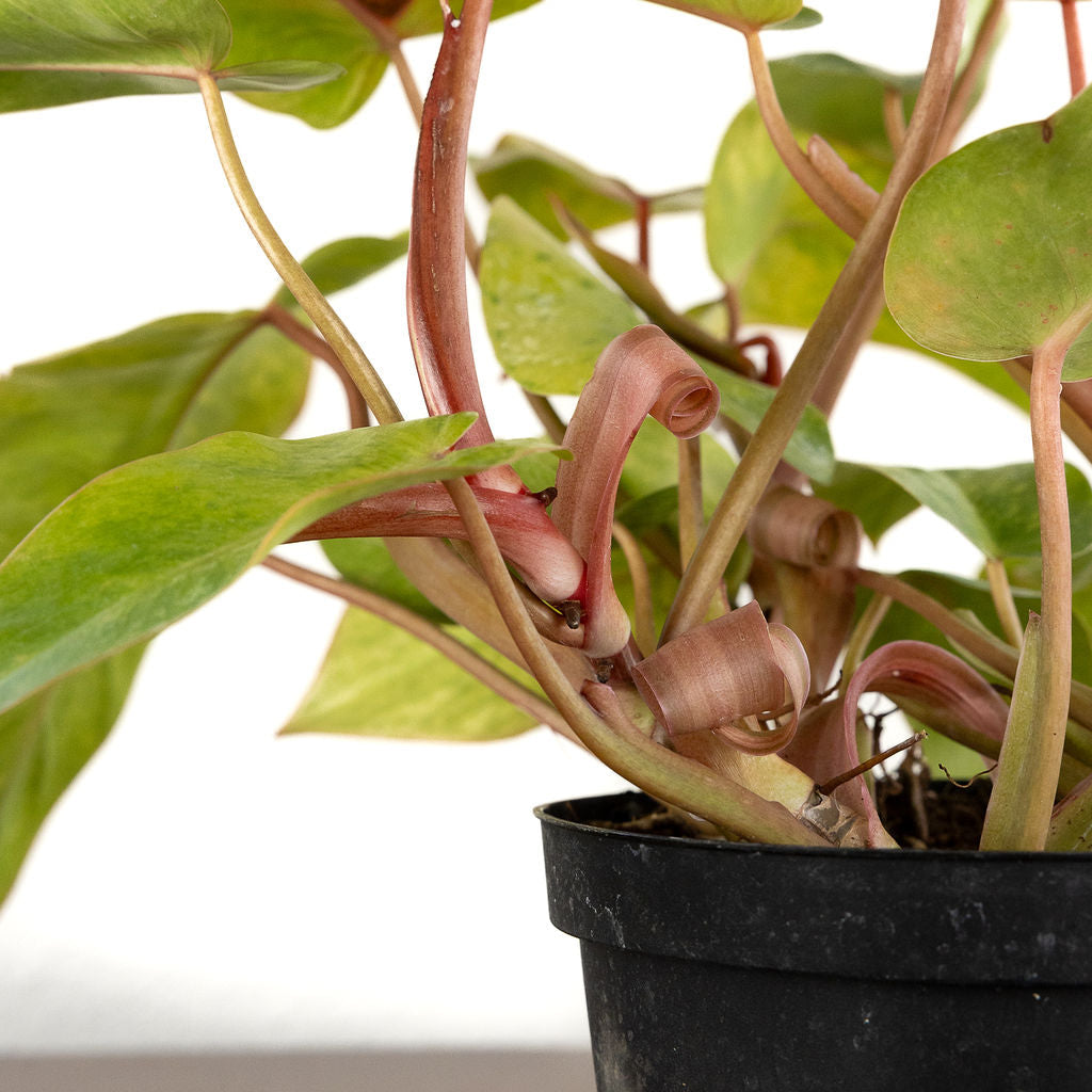Philodendron 'Painted Lady'