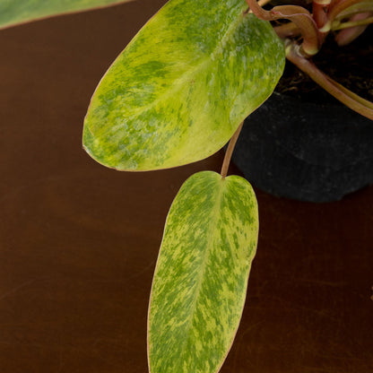 Philodendron 'Painted Lady'