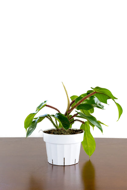 Philodendron 'Squamiferum'