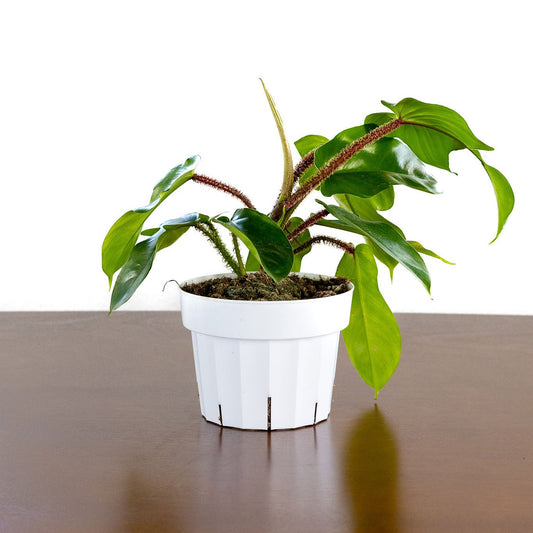 Philodendron 'Squamiferum'