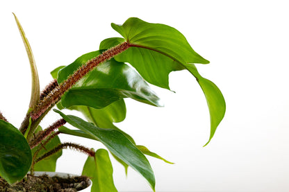 Philodendron 'Squamiferum'