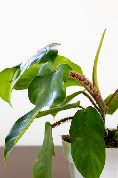 Philodendron 'Squamiferum'