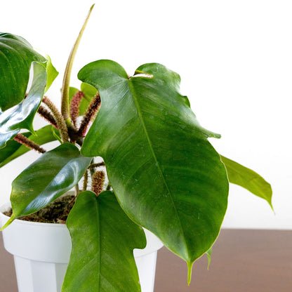 Philodendron 'Squamiferum'