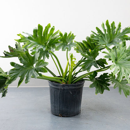 Philodendron selloum 'Hope'