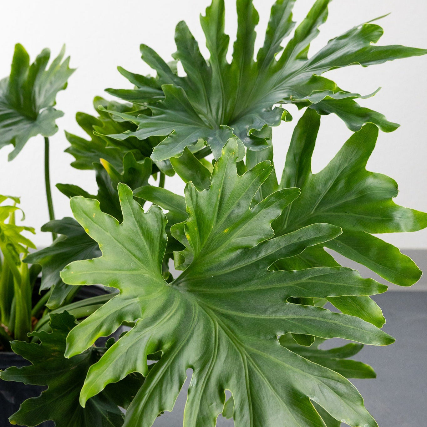 Philodendron selloum 'Hope'