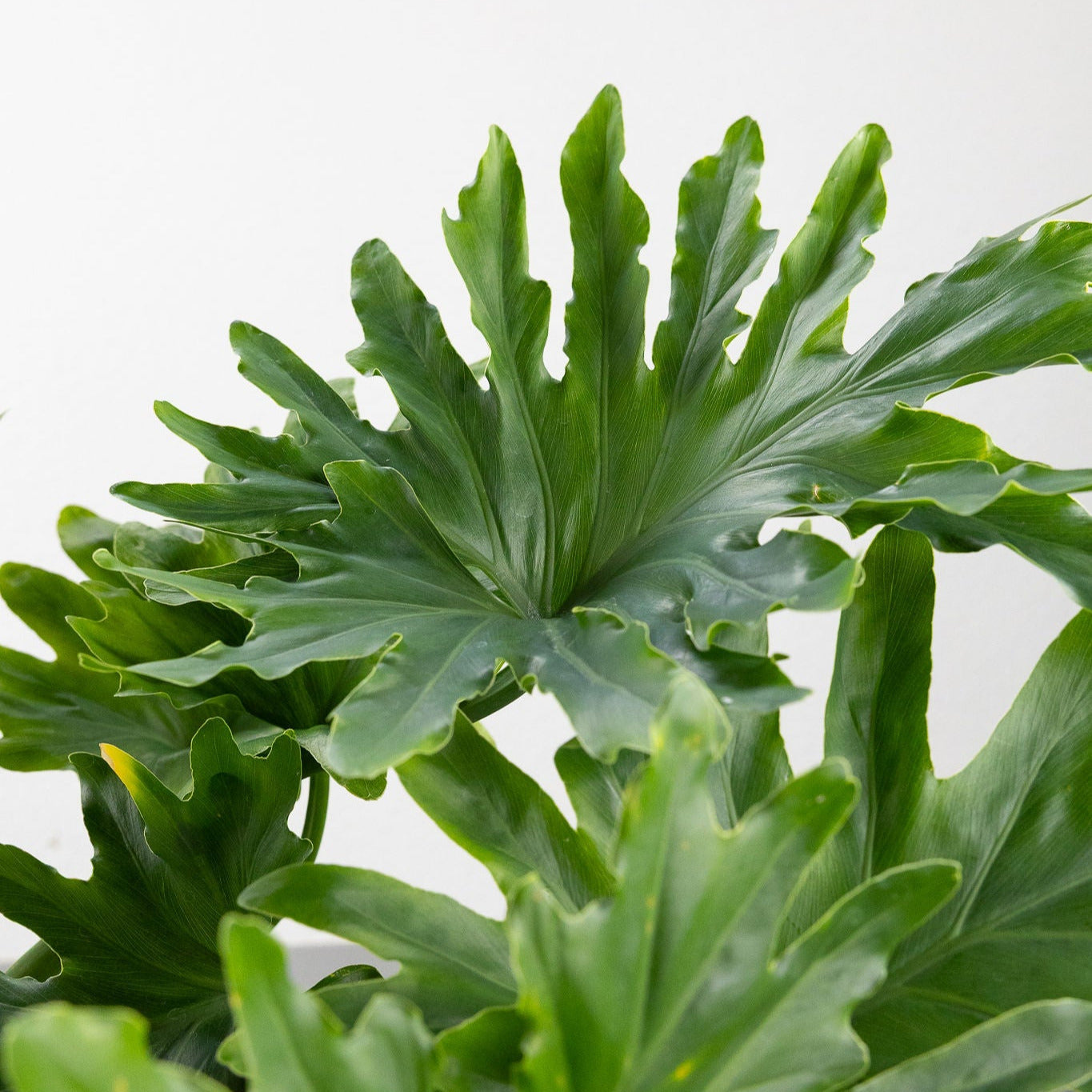 Philodendron selloum 'Hope' - Thumbnail 3