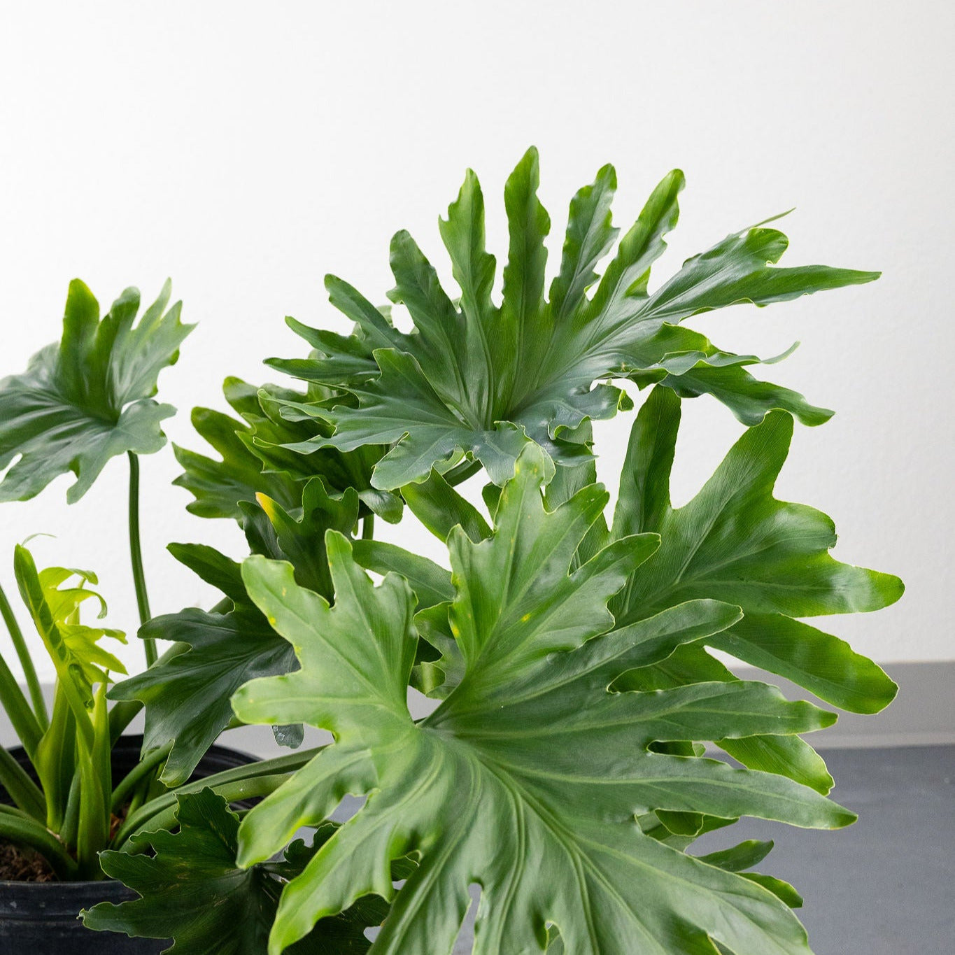 Philodendron selloum 'Hope'