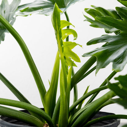 Philodendron selloum 'Hope'
