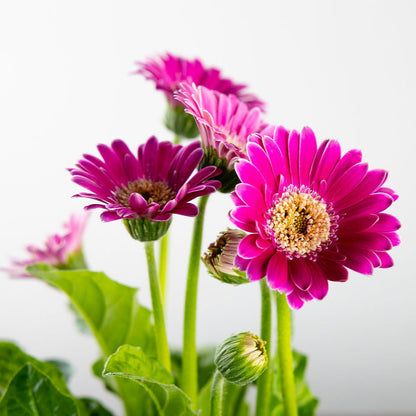 Gerber Daisy, Yellow or Pink