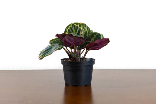 Calathea 'Ornata'