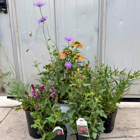 Pollinator Friendly Perennial Garden Box