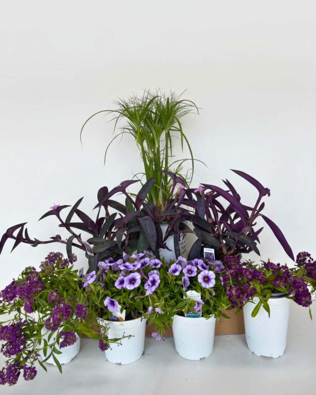 Patio Pot - Purple Breeze