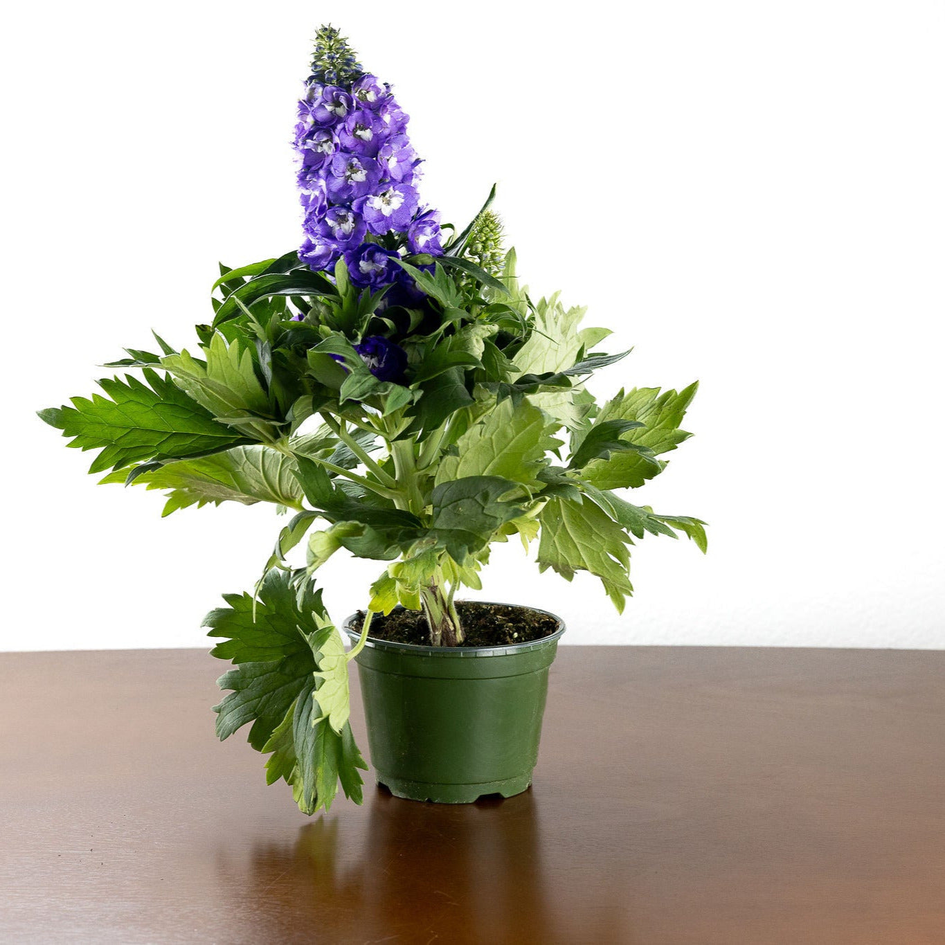 Delphinium, Purple
