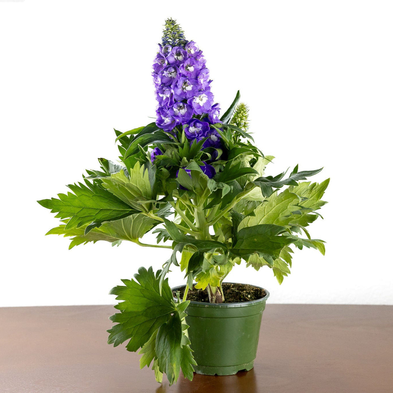 Delphinium, Purple