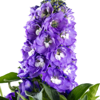 Delphinium, Purple