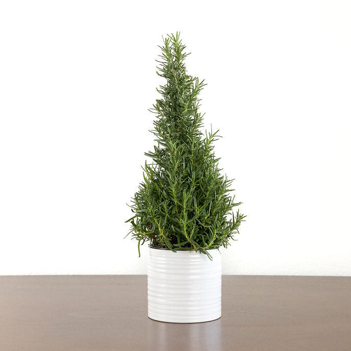 Rosemary Christmas Tree