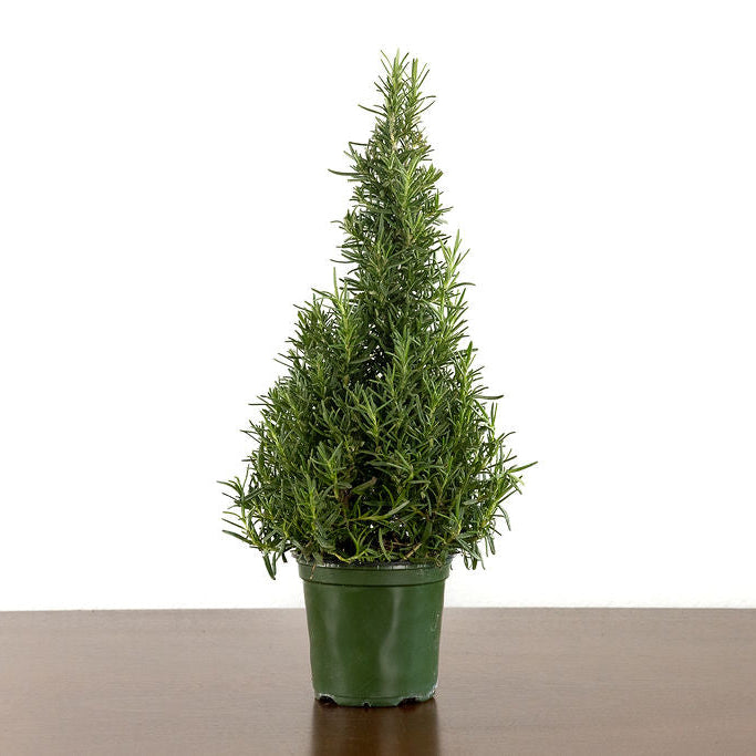 Rosemary Christmas Tree