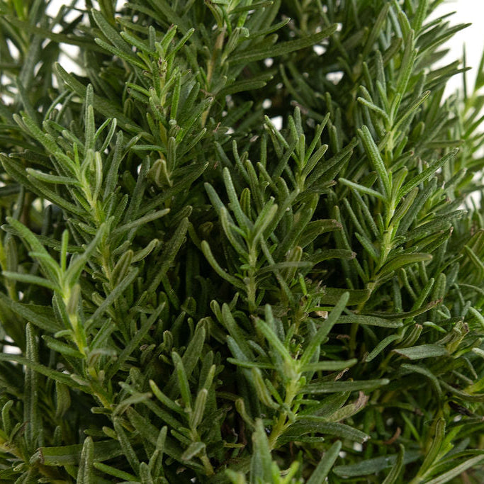 Rosemary Christmas Tree