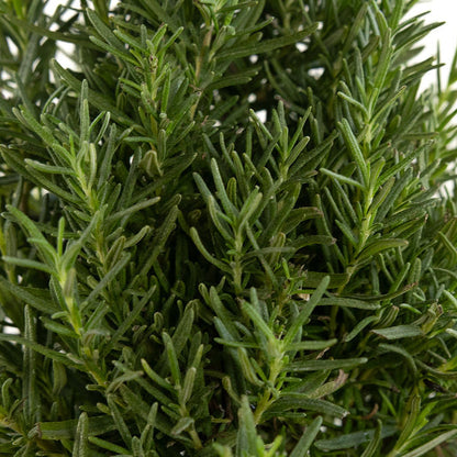 Rosemary Christmas Tree