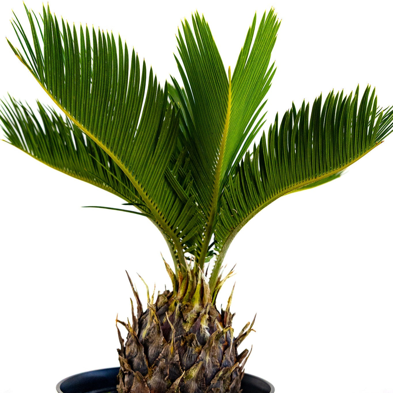 Sago Palm