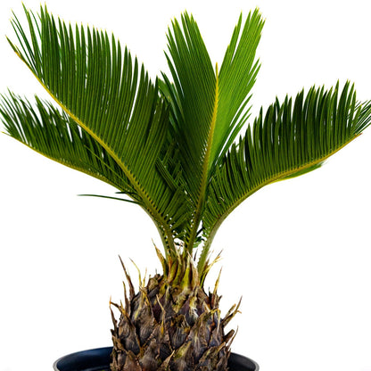 Sago Palm