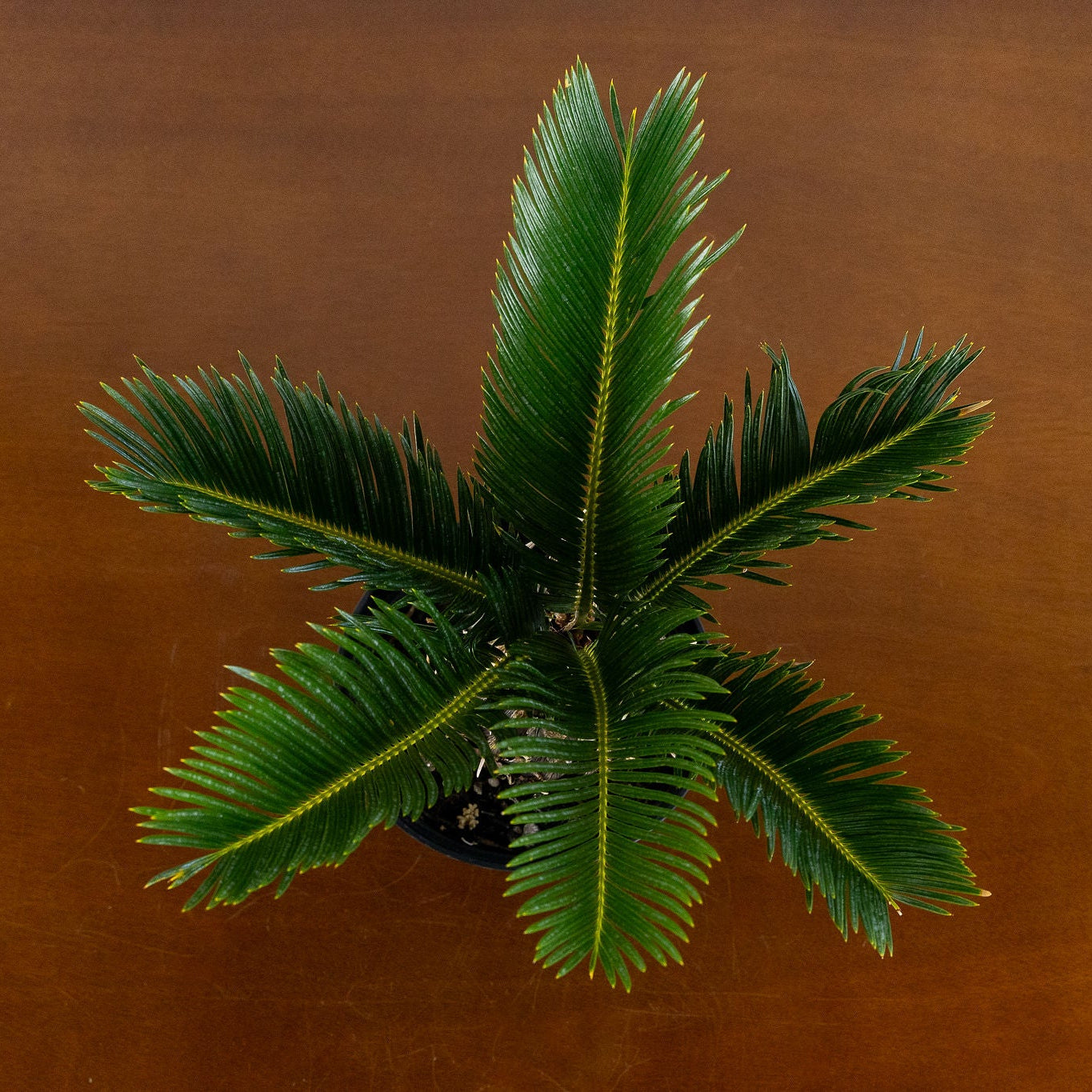 Sago Palm