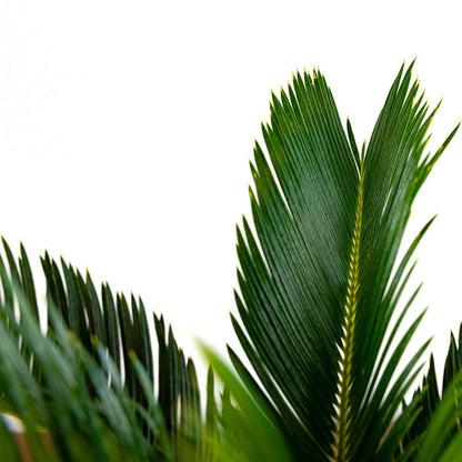 Sago Palm