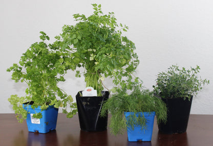 DIY - Salad Herb Bundle
