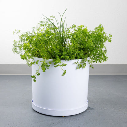 DIY - Salad Herb Bundle