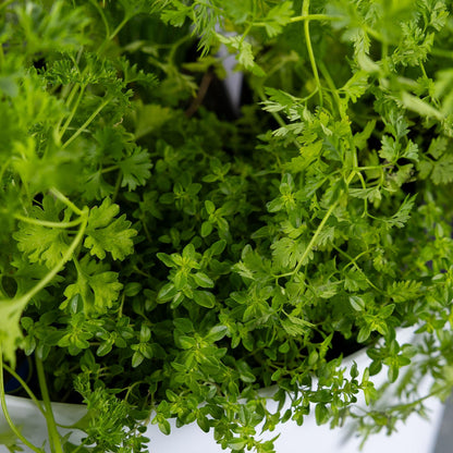 DIY - Salad Herb Bundle