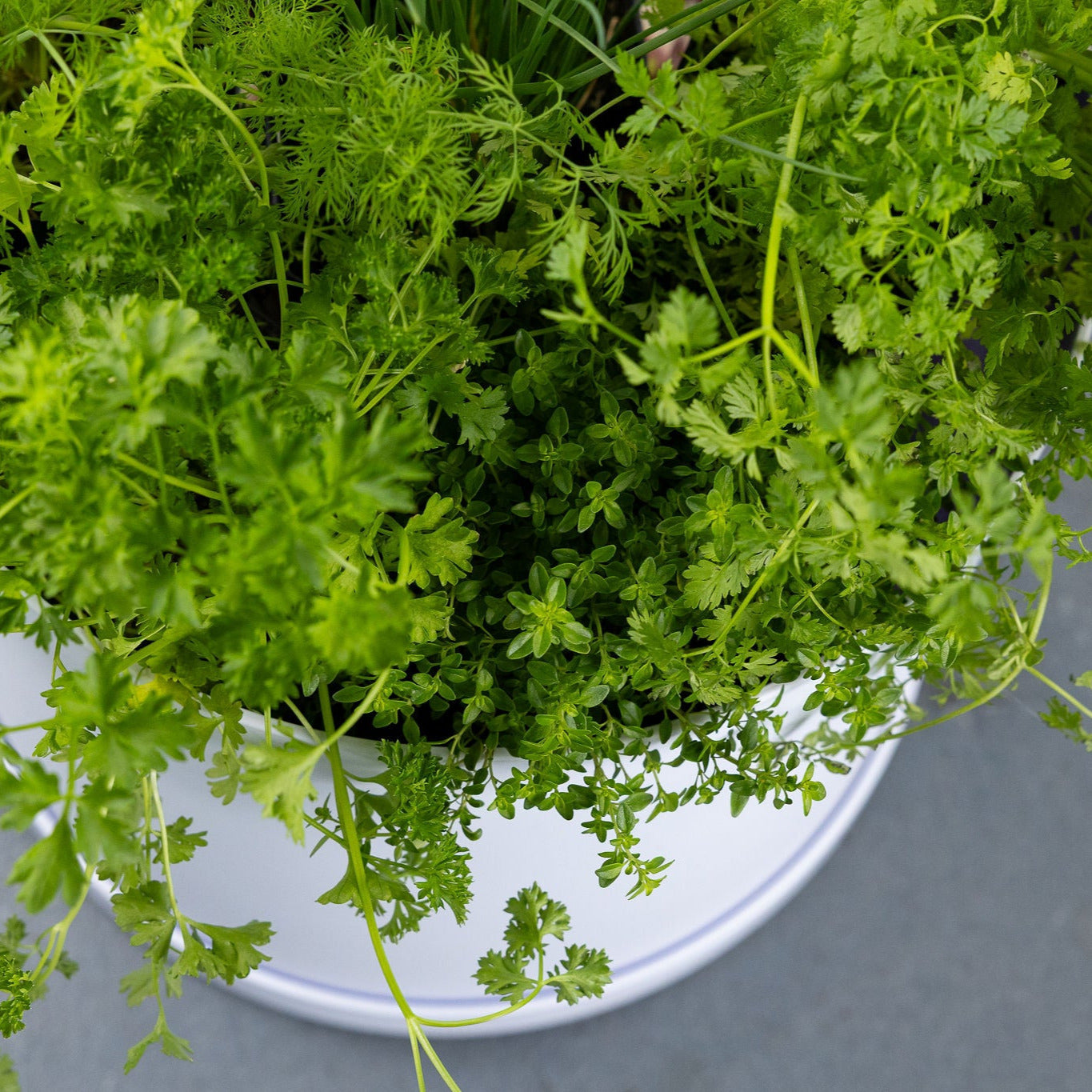 DIY - Salad Herb Bundle