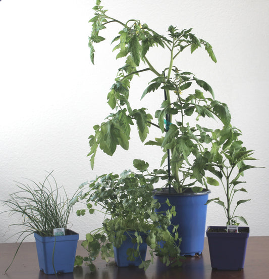 Salsa Garden Bundle