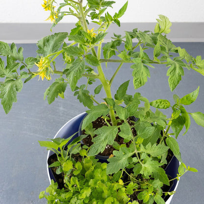DIY - Salad Herb Bundle