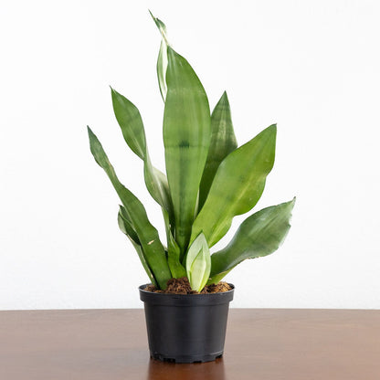 Sansevieria 'Moonshine'