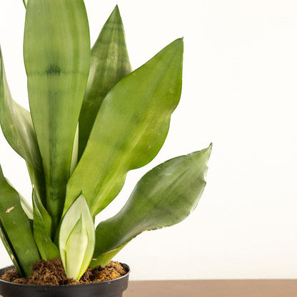 Sansevieria 'Moonshine'