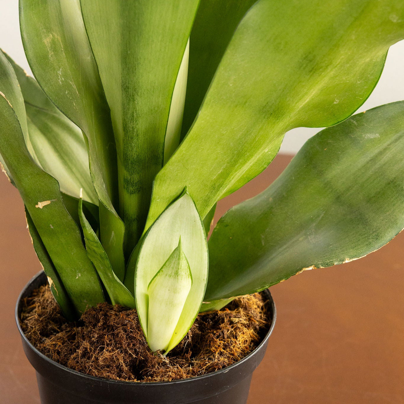 Sansevieria 'Moonshine'