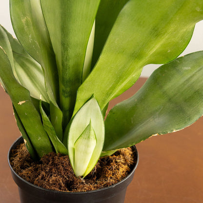 Sansevieria 'Moonshine'